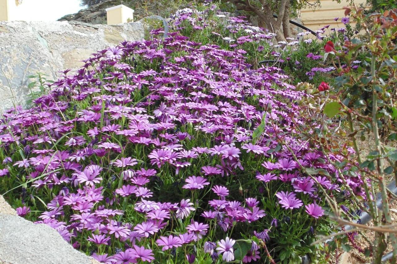 Olenia Residence Agia Pelagia  Luaran gambar